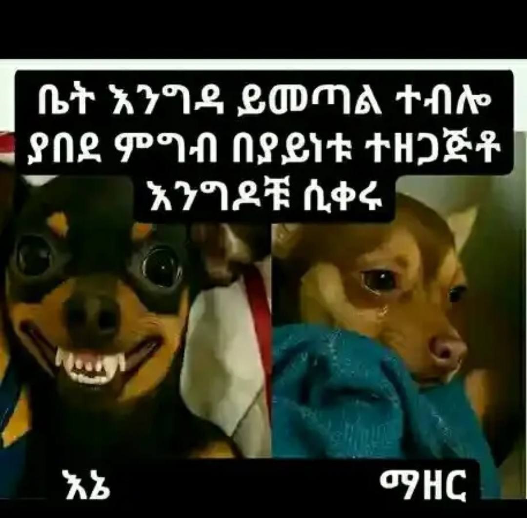 a dog with a smile on its face